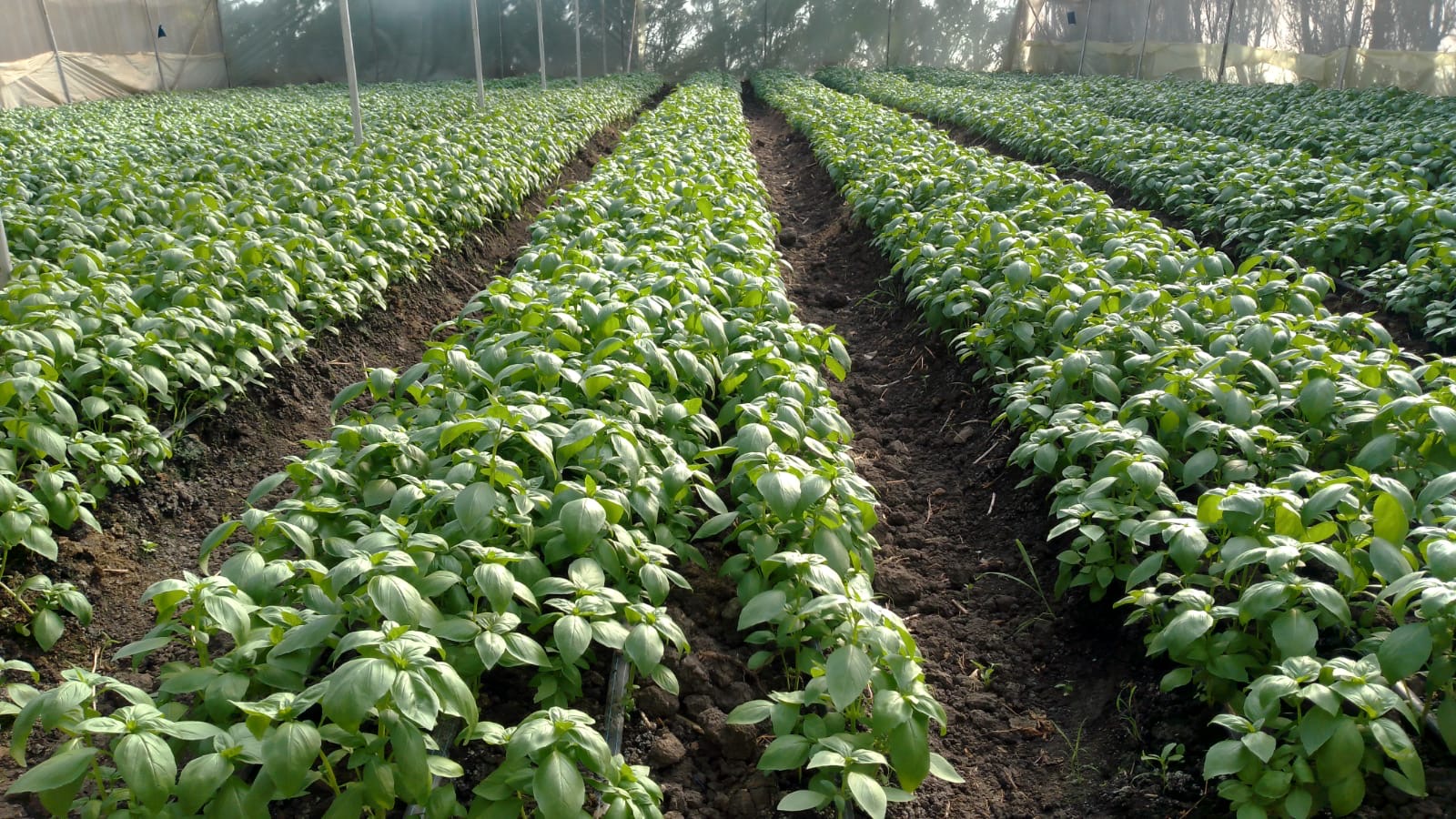 Fresh Basil Harvest